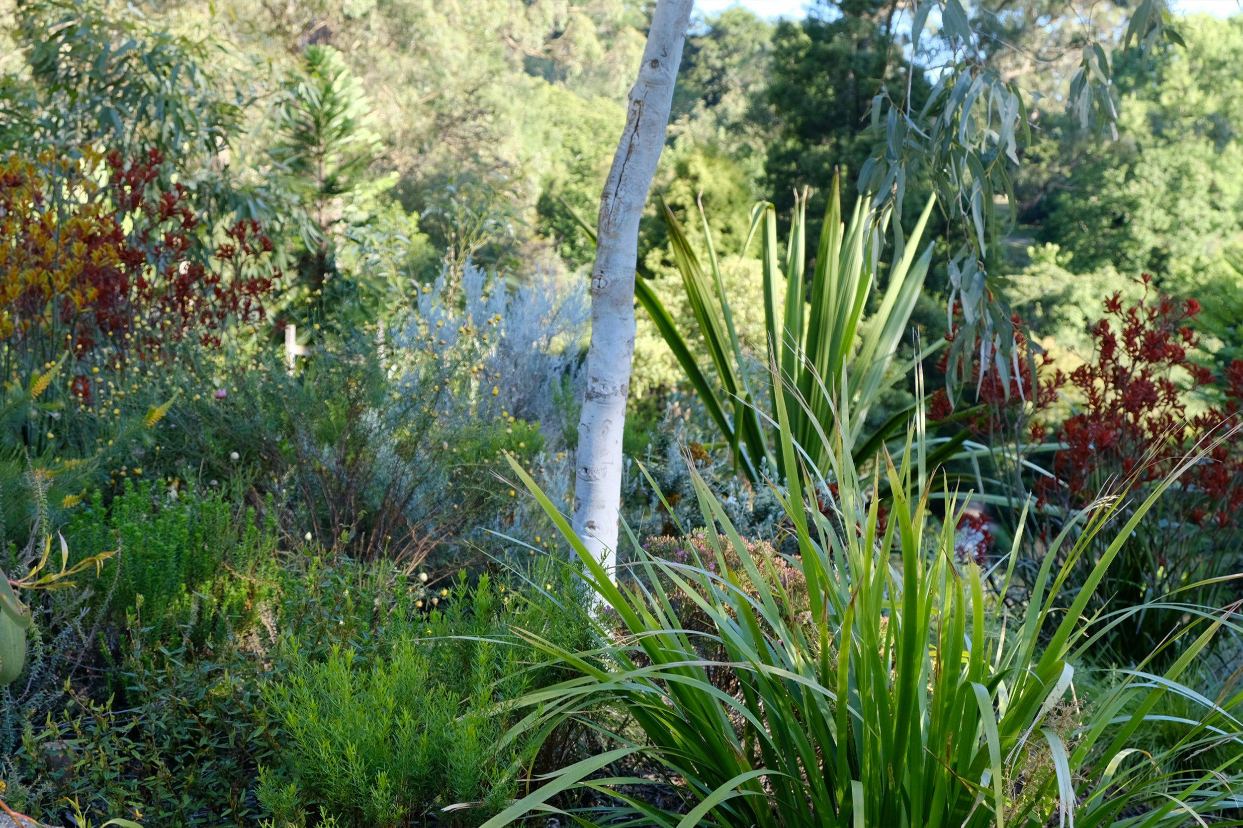 Chelsea Australia Garden Olinda